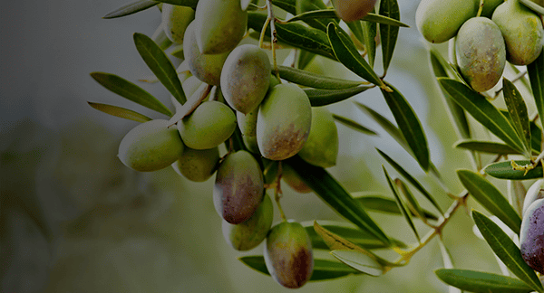 banner mobile azeite